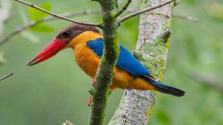 Vibrant Kingfisher Perched on a Branch wallpaper