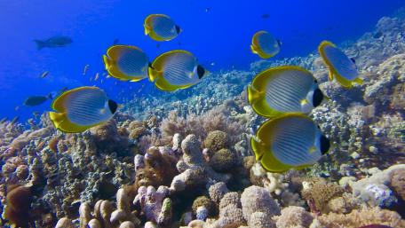 Vibrant Fish School in Coral Reef Paradise wallpaper
