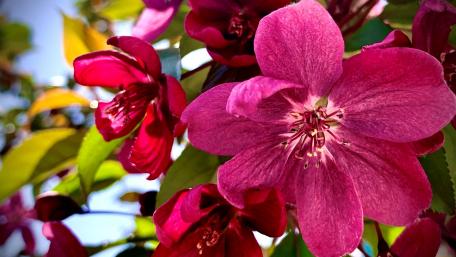 Vibrant Pink Blossoms in Blooming Glory wallpaper