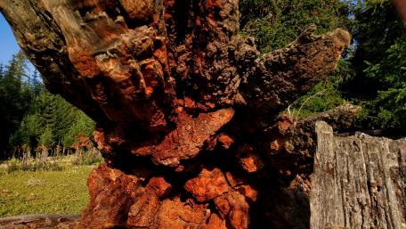 Majestic Tree Trunk Detail in Nature wallpaper