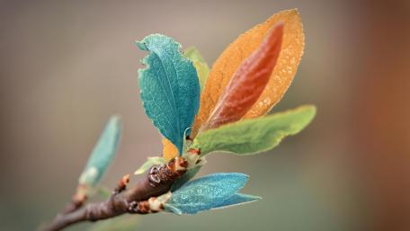 Colorful Leaves wallpaper