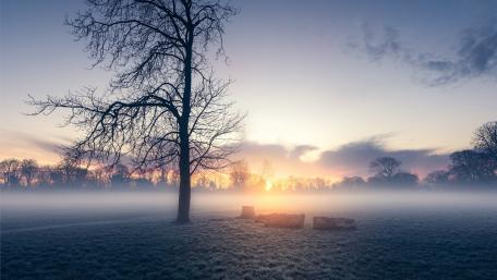 Solitary Tree in Misty Dawn Light wallpaper