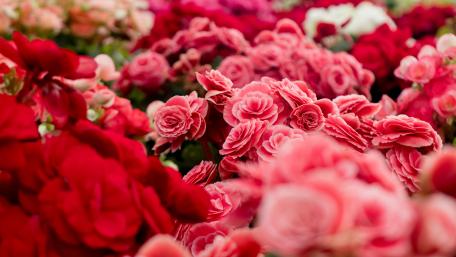 Vibrant Pink and Red Flower Explosion wallpaper
