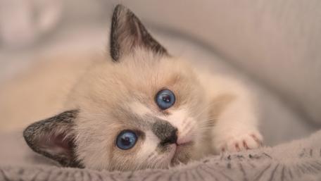 Adorable Blue-Eyed Kitten Cuddling Softly wallpaper