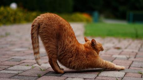 Stretching Red Cat in the Garden Scene wallpaper