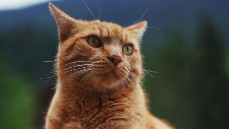 Charming Red Cat Close-up wallpaper