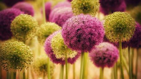 Vibrant Spherical Flowers in Blooming Garden wallpaper