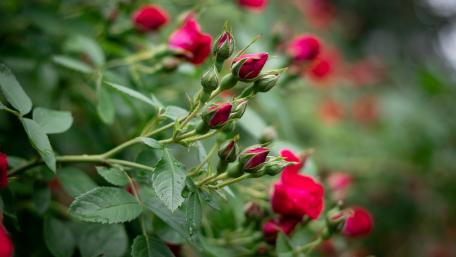 Blooming Beauty of Red Roses wallpaper