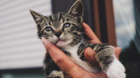 Adorable Kitten in Gentle Hands wallpaper