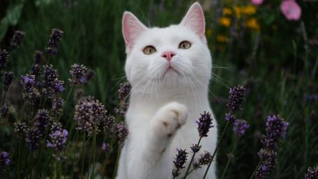 Elegant White Cat Among Lavender Blooms wallpaper