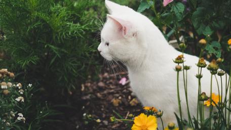 Whimsical White Cat Amongst Flowers wallpaper