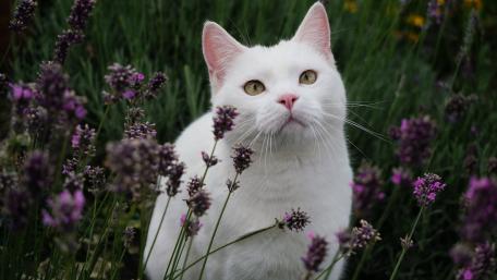 White Cat Surrounded by Lavender Blossoms wallpaper