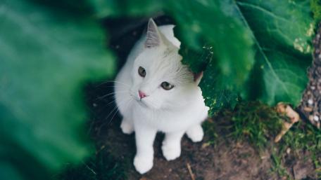 Charming White Cat Amidst Green Leaves wallpaper