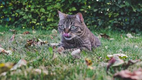 Curious Cat in Nature’s Embrace wallpaper