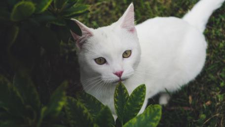 Whimsical White Cat Among Green Leaves wallpaper