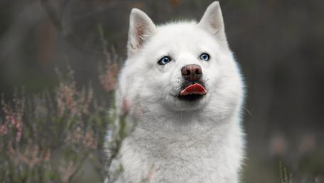 Majestic White Dog in Nature Scene wallpaper