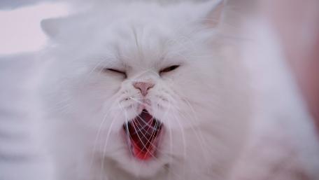 Majestic White Cat Yawning wallpaper
