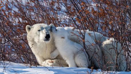 Adorable Polar Bear and Cub Embrace in Nature wallpaper