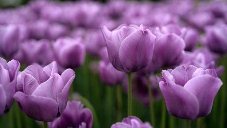 Purple Tulips Blooming in Spring Light wallpaper