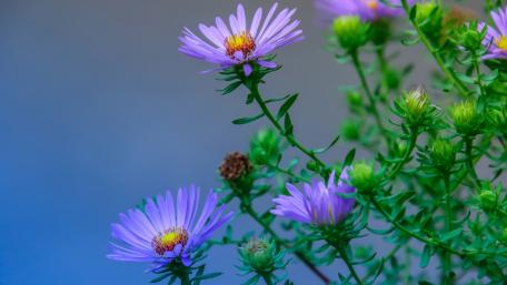 Delicate Purple Blooms in Soft Light wallpaper