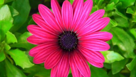 Vibrant Pink Flower in Bloom wallpaper