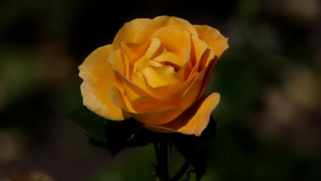 Vibrant Yellow Rose in Bloom wallpaper