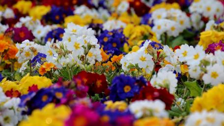 Vibrant Blooming Flower Field Scene wallpaper
