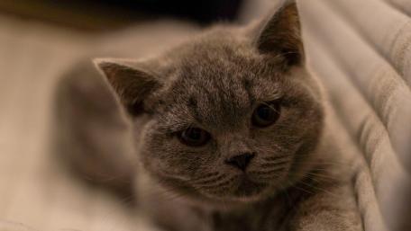 Sleek Gray Cat Portrait wallpaper