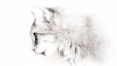 Elegant White Cat Close-Up Artistry wallpaper