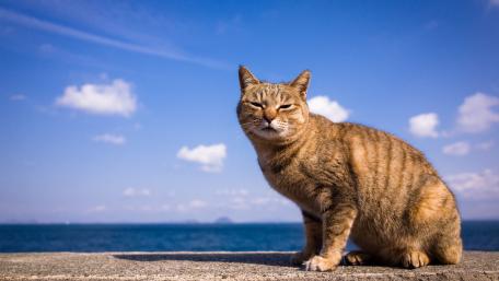 Charming Cat by the Sea wallpaper