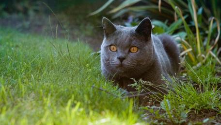 Mysterious Gray Cat in Nature wallpaper