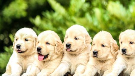 Adorable Golden Retriever Puppies Gathered Together wallpaper