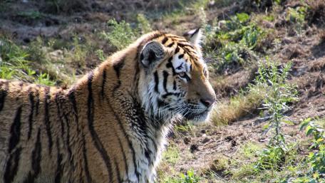 Tiger wallpaper