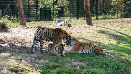 Tiger family wallpaper