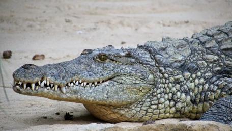 Crocodile wallpaper