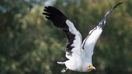 Majestic Eagle in Flight Over Nature Scene wallpaper