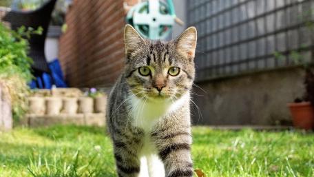 Cat in the garden wallpaper