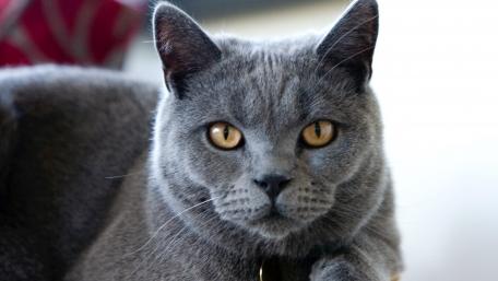 Charming Grey Cat Wallpaper wallpaper
