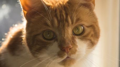 Captivating Gaze of a Ginger Cat wallpaper