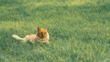 Charming Red Cat Relaxing in Green Grass wallpaper