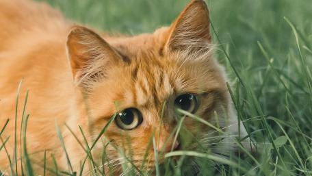 Red cat in the grass wallpaper