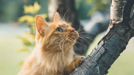 Cat is climbing up a tree wallpaper