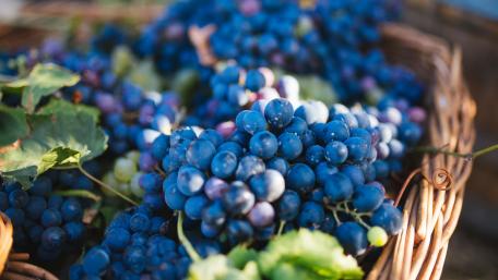 Delicious Autumn Harvest of Blue Grapes wallpaper