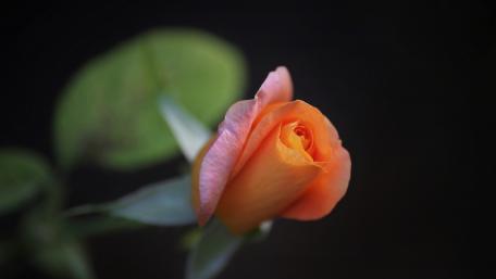 Delicate Orange Rose in Bloom wallpaper