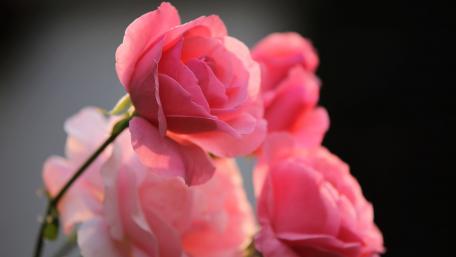 Pink roses wallpaper