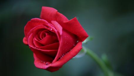 Elegant Red Rose in Bloom wallpaper