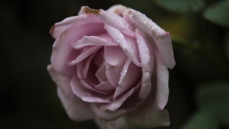 Faded purple rose wallpaper