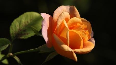 Blooming Orange Rose in Soft Light wallpaper