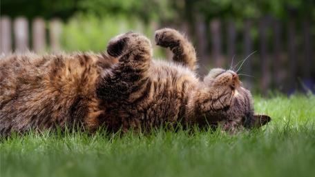 Cat lies in a garden wallpaper