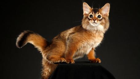 Charming Kitten Posing with Whiskers in the Spotlight wallpaper